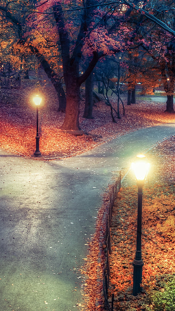 Central Park, , Autumn leaves, Night HD phone wallpaper