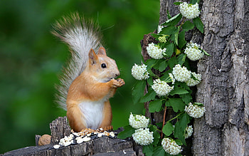 Squirrel, animal, nature, rodent HD wallpaper