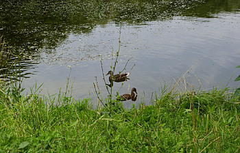 Animals, Birds, Ducks HD wallpaper