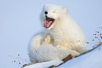 Arctic White Fox, Arctic, White, Dogs, Fox, Animals, Winter, Snow, White fox, Ominous HD wallpaper