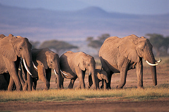 Animals, Grass, Elephants, Family, Care, Crowd HD wallpaper