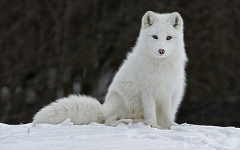 Snowy fox, Captivating , Winter vibes, Majestic creature HD wallpaper