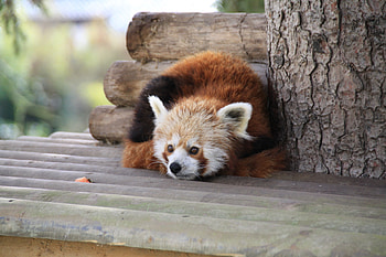Animals, To Lie Down, Lie, Relaxation, Rest, Panda, Red Panda HD wallpaper