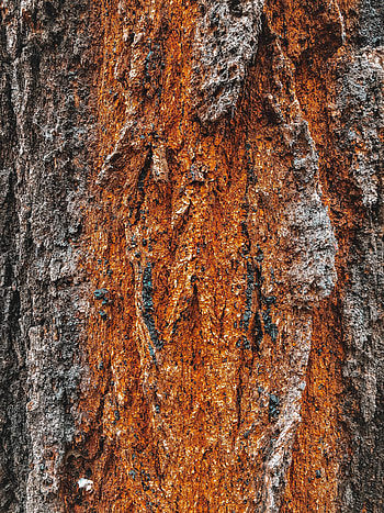 Wood, Tree, Texture, Textures, Relief, Bark HD phone wallpaper