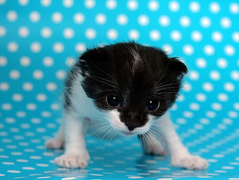 Animals, Cats HD wallpaper