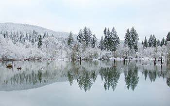 Frosty Trees, trees, frost, snow, lake, winter HD wallpaper