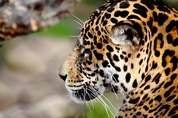 Animals, Jaguar, Muzzle, Predator, Wild Cat, Wildcat HD wallpaper
