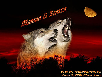 Howling At The SunSet, night, animals, howl, grey wolf, wolf, wolf howl, sunset HD wallpaper