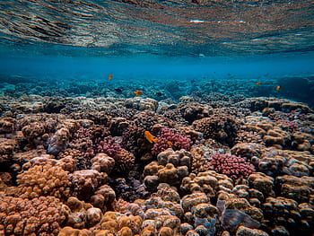 Explore a breathtaking underwater coral reef, teeming with vibrant marine life and fish. HD wallpaper