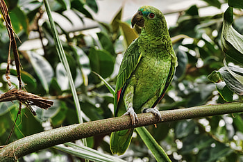 Animals, Parrots, Bird, Branch, Tropical, Exotic HD wallpaper