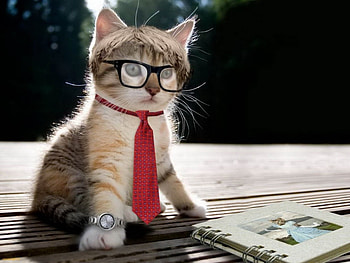 Animals, Cats HD wallpaper