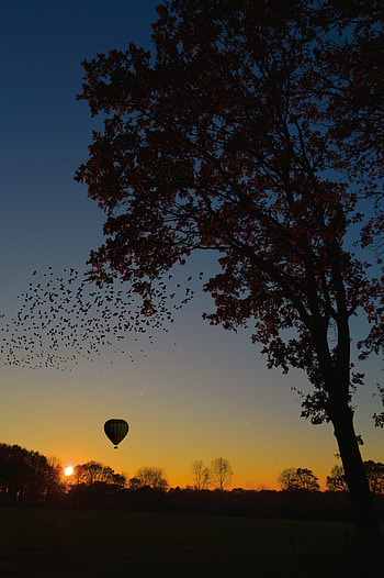 Nature, Sunset, Horizon, Wood, Tree, Balloon, Foliage HD phone wallpaper