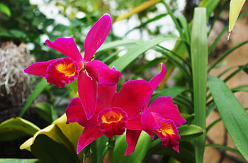 Flowers, Blur, Smooth, Close-Up, Greens, Flower Bed, Flowerbed, Irises HD wallpaper