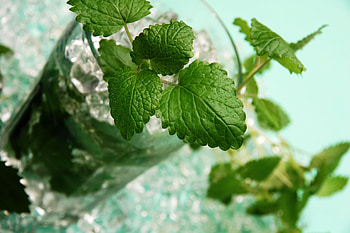 Refreshing , Nature-inspired backgrounds, Lemon Balm beauty, Relaxing visuals HD wallpaper