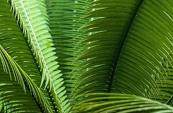 Leaves, Plant, Macro, Close-Up HD wallpaper