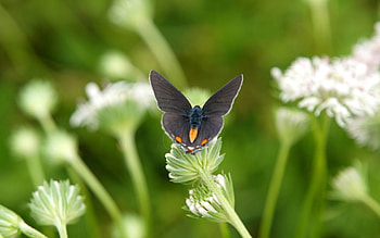 Plants, Grass, Macro, Sit, Butterfly, Wings HD wallpaper