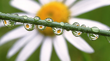 Flowers, Background, Drops HD wallpaper