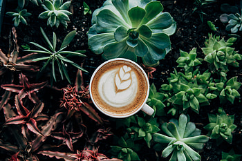 Plants, Food, Coffee, Foam, Meerschaum HD wallpaper