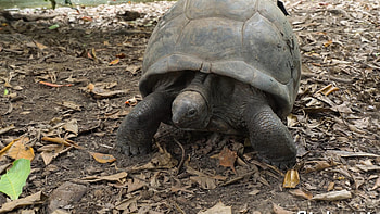 Seychelles island paradise, Giant tortoise encounters, Tropical bliss, Nature's treasures HD wallpaper