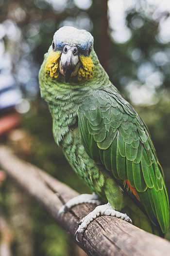 Animals, Parrots, Feather, Bird, Beak, Color HD phone wallpaper