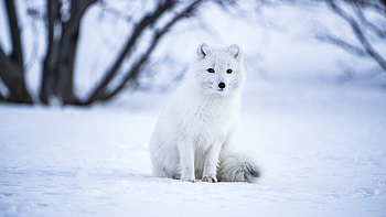 Arctic Fox, , White wolf, Selective focus HD wallpaper