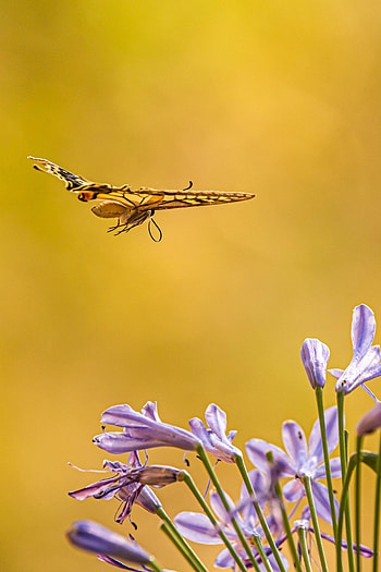 Animals, Flowers, Flight, Butterfly, Wings HD phone wallpaper