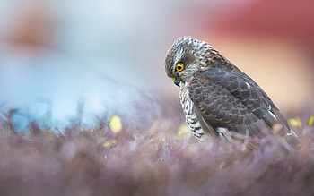 Owl, animal, bird, graphy HD wallpaper