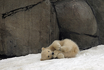 ≡ A little playful ≡, sweet, winter, cub, playful, little, bear, animals, love, snow, paw, lovely, forever HD wallpaper