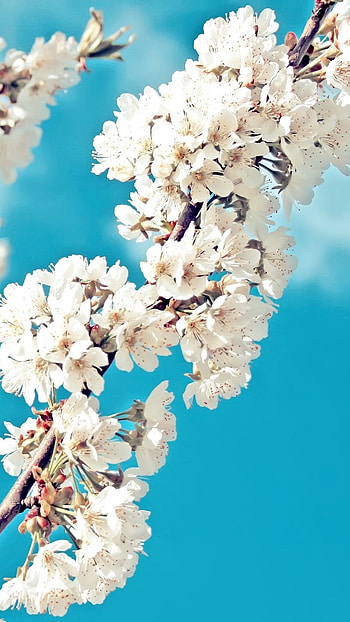 Spring Flowers, Sakura HD phone wallpaper