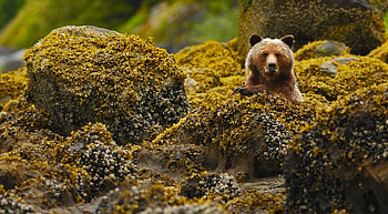 over here, bears, cute, animals, lovable HD wallpaper