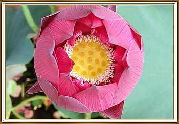 STUNNING LOTUS FLOWER, FLOWER, PRETTY, NATURE HD wallpaper