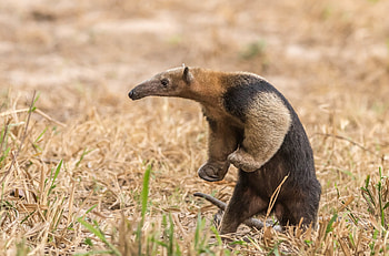 Anteater , Anteater HD wallpaper