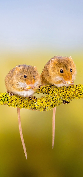 Mouse, fur-covered creature, nature graphy, small rodent HD phone wallpaper