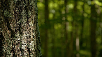 Trees Of The Forest, bark, leaves, tree, foret HD wallpaper