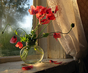 poppy, window, rural, light HD wallpaper