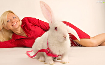 Beauties, animal, white, blonde, cute, girl, woman, bunny, red, rodent, rabbit HD wallpaper