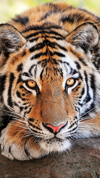 Tiger , Tiger Eyes HD phone wallpaper