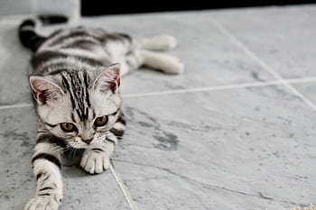 Close-up of a cute tabby kitten playfully stretched on a marble floor. HD wallpaper