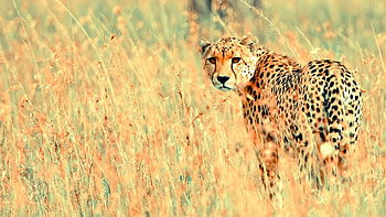 Cheetah in the field, Wildlife predator, Stunning U TV , Untamed beauty HD wallpaper