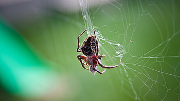 Spider web artistry, Technological marvels explored, Dark magic, Intriguing visuals HD wallpaper