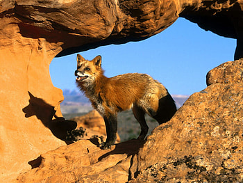 Animals, Stones, Fox, Shadow, Attentiveness, Mindfulness, To Stand, Stand, Look HD wallpaper