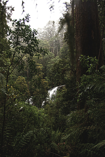 Nature, Trees, Bush, Waterfall, Forest, Jungle HD phone wallpaper
