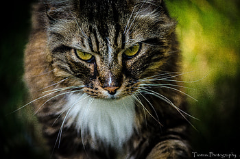 Animals, Cat, Fluffy, Brown, Pet HD wallpaper