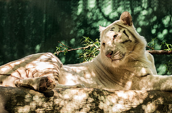 Animals, Predator, Log, White Tiger HD wallpaper
