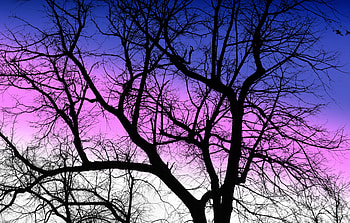 Purple sky, sunset, silhouette, tree, nature HD wallpaper