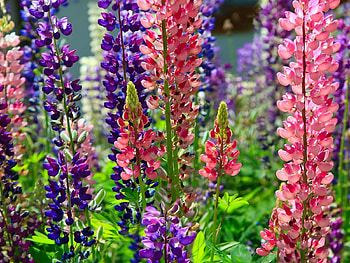 Flowers, Bright, Flower Bed, Flowerbed, Different, Sunny, Lupins HD wallpaper