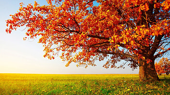 Oak leaves, Autumn HD wallpaper