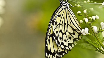 Patterns, Macro, Butterfly, Wings HD wallpaper