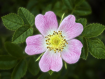 A Cute Flower, cute, pink, leaves, flower HD wallpaper