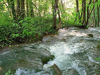 River in Plitvice Nation Park, Croatia, trees, river, water, rock HD wallpaper